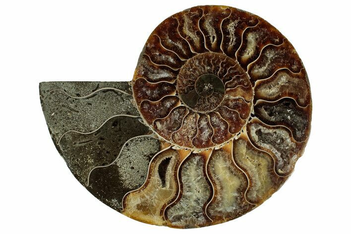 Cut & Polished Ammonite Fossil (Half) - Madagascar #329164
